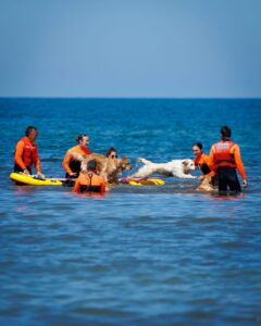Image de l'article Water Safety Day in Viareggio, Italy.